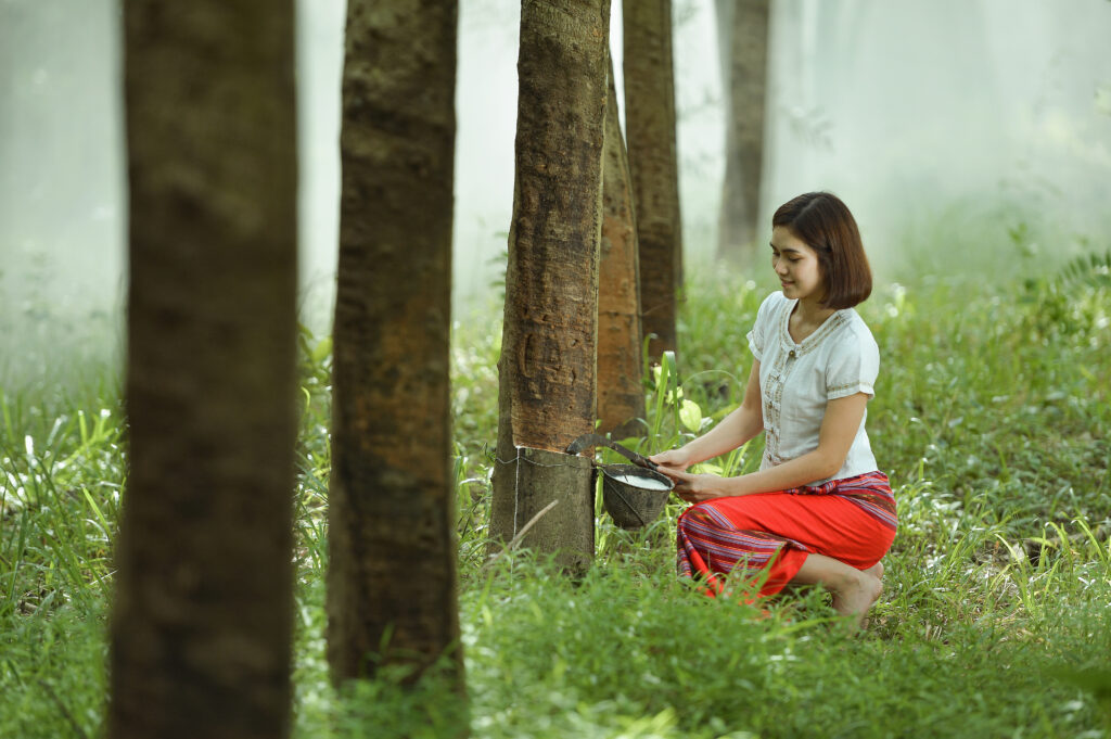 Woman,Rubber,Tapping,In,Rubber,Tree,Row,Agricultural,thailand