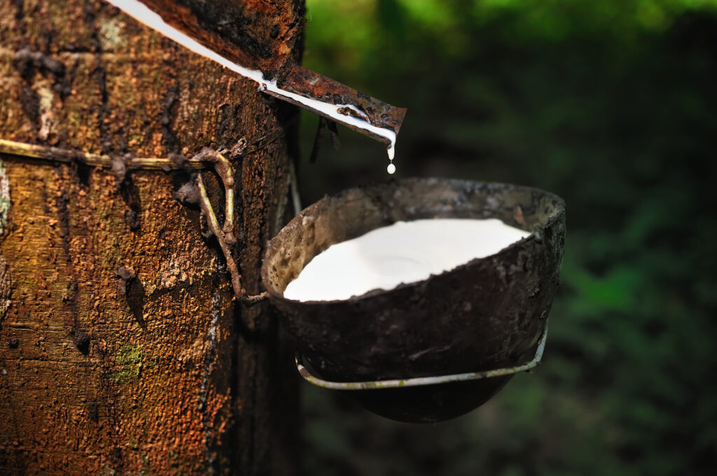 Milk,Of,Rubber,Tree,Into,A,Wooden,Bowl